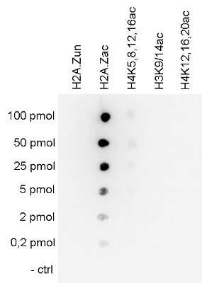 Dot Blot: Histone H2A.Z [ac Lys7, ac Lys11, ac Lys4] Antibody [NBP3-18689] - Figure 4. Cross reactivity test using the antibody directed against Histone H2A.Z A Dot Blot analysis was performed to test the cross reactivity of the antibody against Histone H2A.Z with peptides containing other histone acetylations and the unmodified H2A.Z sequence. One hundred to 0.2 pmol of the respective peptides were spotted on a membrane. The antibody was used at a dilution of 1:20,000. Figure 4 shows a high specificity of the antibody for the modification of interest.